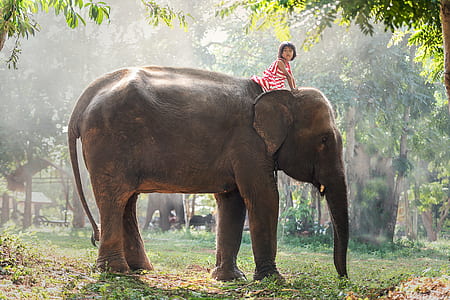toddler girl wearing red and white striped sleeveless dress rides on elephant thumbnail