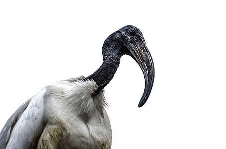 low-angle photography of black vulture thumbnail
