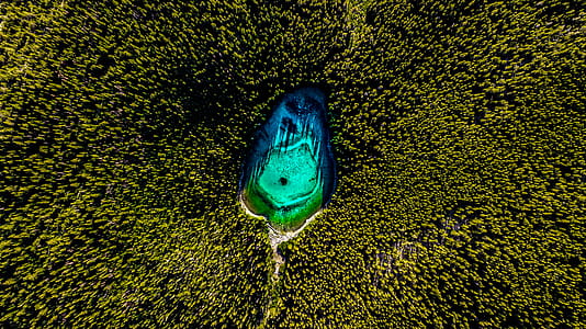 Top View Photo of Lake Surrounded By Trees thumbnail