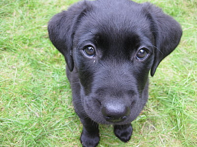 black Labrador retriever puppy sitting on lawn thumbnail
