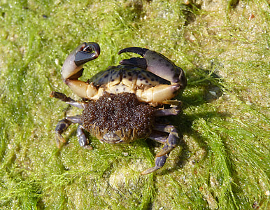 Xantho poressa with eggs thumbnail
