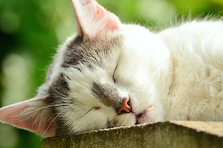 white and brown cat sleeping selective focus photography thumbnail