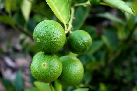 food, healthy, blur, leaves thumbnail