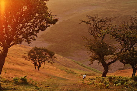 Green Tree Near Brown Grass Field during Daytime thumbnail
