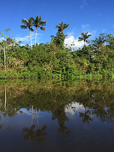 photography of trees near body of water thumbnail