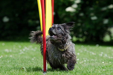 small long-coated black dog running on grass field thumbnail