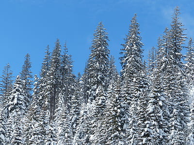 pine trees thumbnail