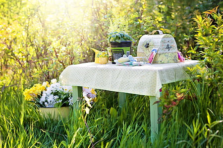 bag and potted plant on table surrounded with plants thumbnail