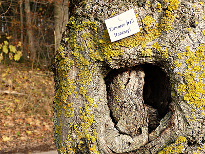 gray tree trunk with yellow moss at daytime thumbnail