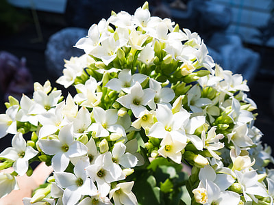 closeup photo of bouquet of white petaled flowers thumbnail