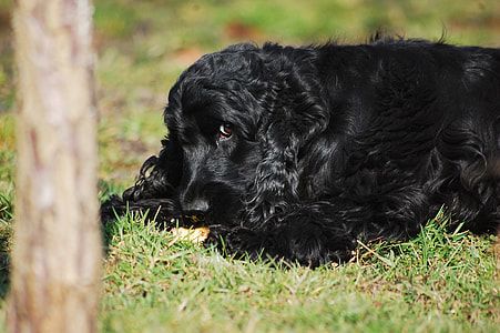 Cocker Spaniel English, Cocker Spaniel thumbnail