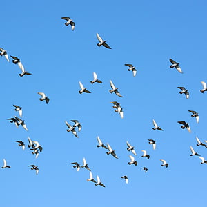 flock of flying pigeons during daytime thumbnail