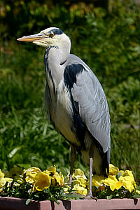 gray and white bird near forest thumbnail