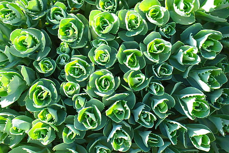green flowers thumbnail