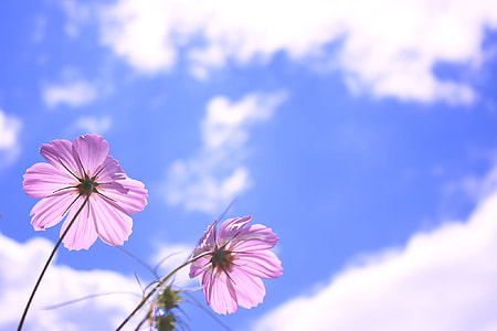 low angle photography of pink petaled flower thumbnail