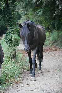 brown and black horse walking near green trees closeup photo thumbnail