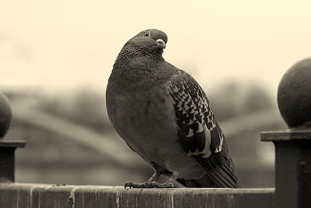 gray and black pigeon thumbnail