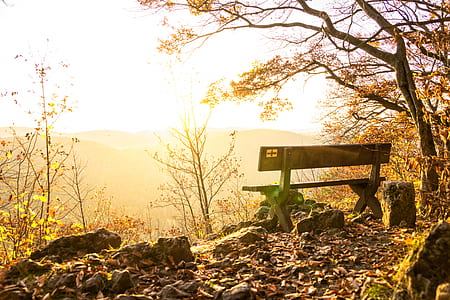 brown wooden bench beside brown leafed tree thumbnail