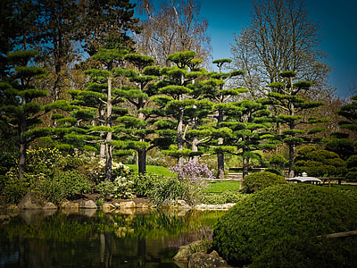 tall green trees near lake at daytime thumbnail