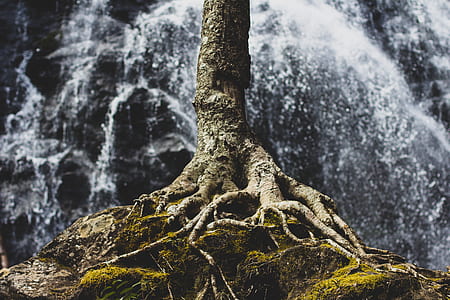 tree trunk near waterfalls thumbnail