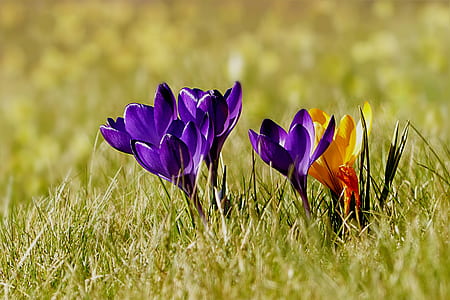 purple and yellow crocus flowers in bloom at daytime thumbnail