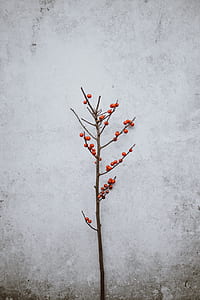 cherry on branches thumbnail