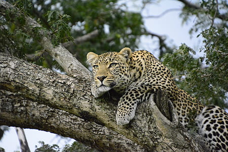 black and yellow leopard on tree thumbnail