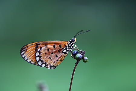 brown and white butterfly perched on plant close-up photography thumbnail