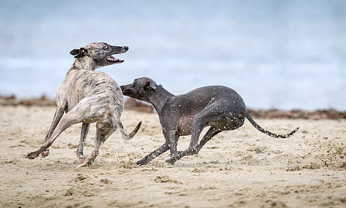 two dogs playing on sand thumbnail