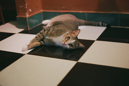 silver tabby cat lying on floor beside brown wall thumbnail