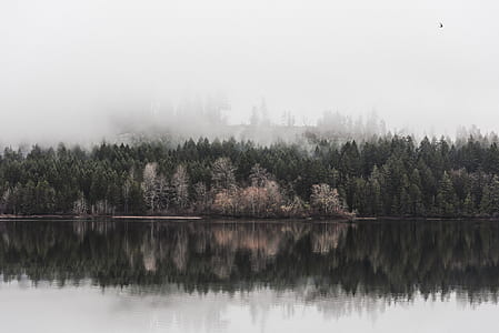 mirror water and trees thumbnail