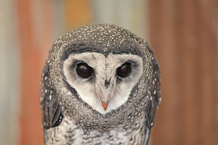 selective focus photography of grey barn owl thumbnail