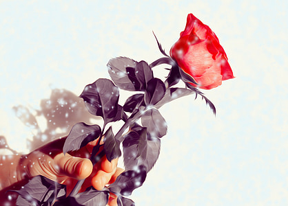 selective photo of red rose thumbnail
