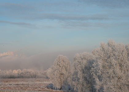 white trees on field under blue sky at daytime landscape photography thumbnail