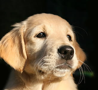 light golden retriever puppy thumbnail