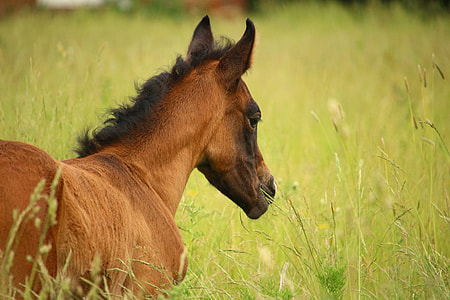 brown horse on grass field during daytime close-up photo thumbnail