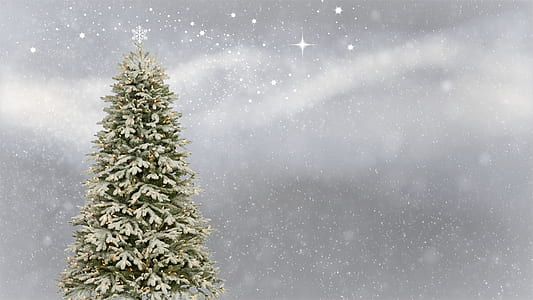 green christmas tree thumbnail