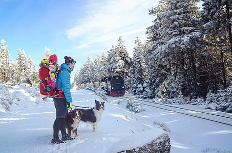 person carrying baby on his back while holding leash of his two white-and-brown dogs thumbnail