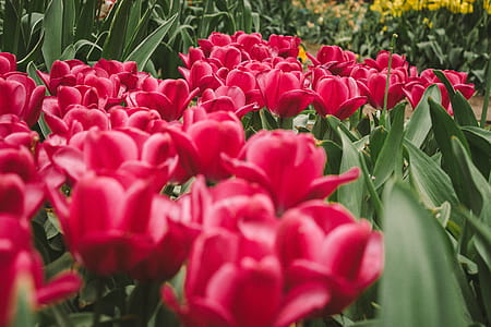 Selective Focus Photo of Pink Flowers thumbnail