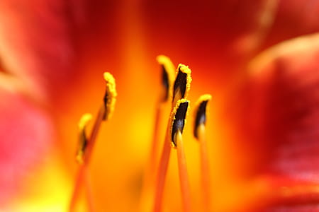 Macro Shot Of Stigma thumbnail