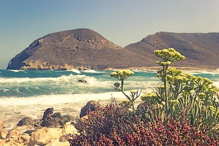 green plant on coast thumbnail