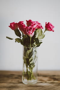 shallow focus photo of red rose thumbnail