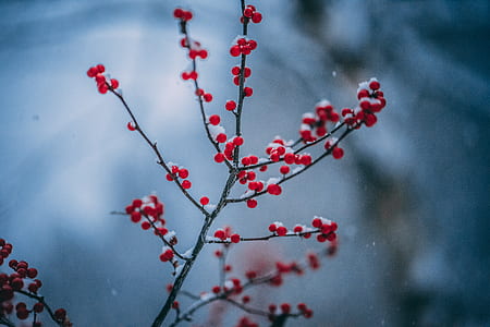 red cherry thumbnail