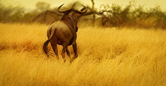 horned animal runs on field thumbnail