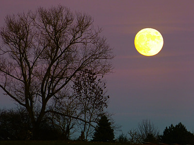 brown bare tree under moon thumbnail