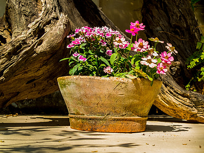 Flower Bowl, Flowers thumbnail