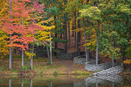 tall trees near body of water thumbnail