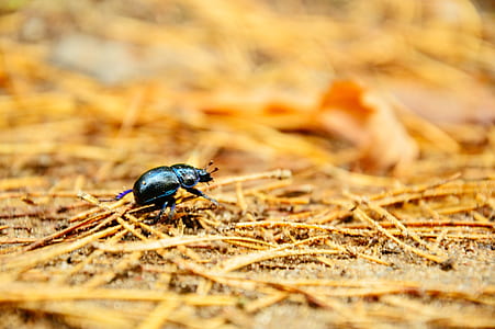 Black Bug Macro Photography thumbnail