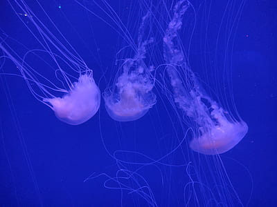 underwater photo of three jellyfish thumbnail