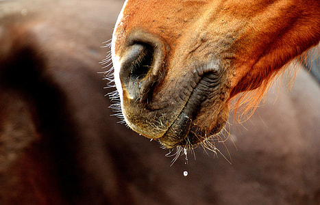 brown horse mouth thumbnail